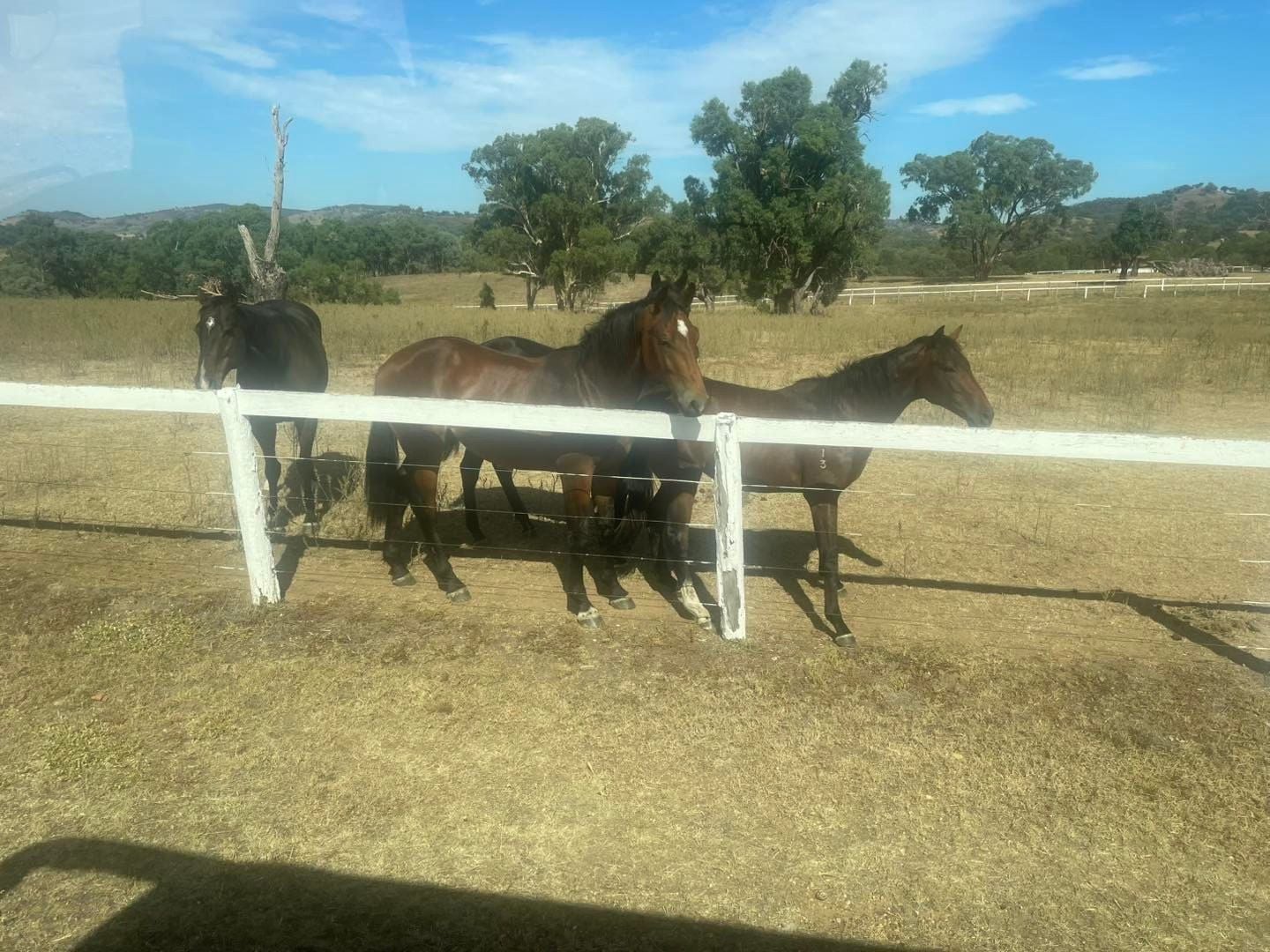 Dubbo Zoo 2025 Image -67de0491ae8cf